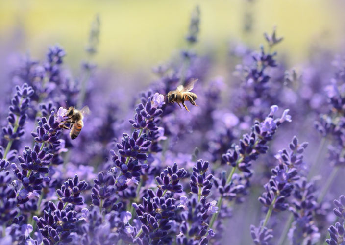 Protection des pollinisateurs