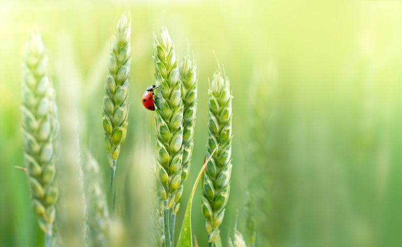 Agriculture régénérative