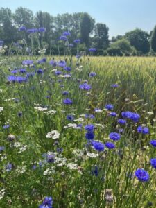 prairie fleurie